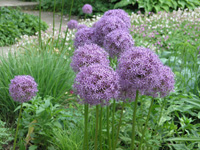 Allium aflatunense.jpg_s.jpg